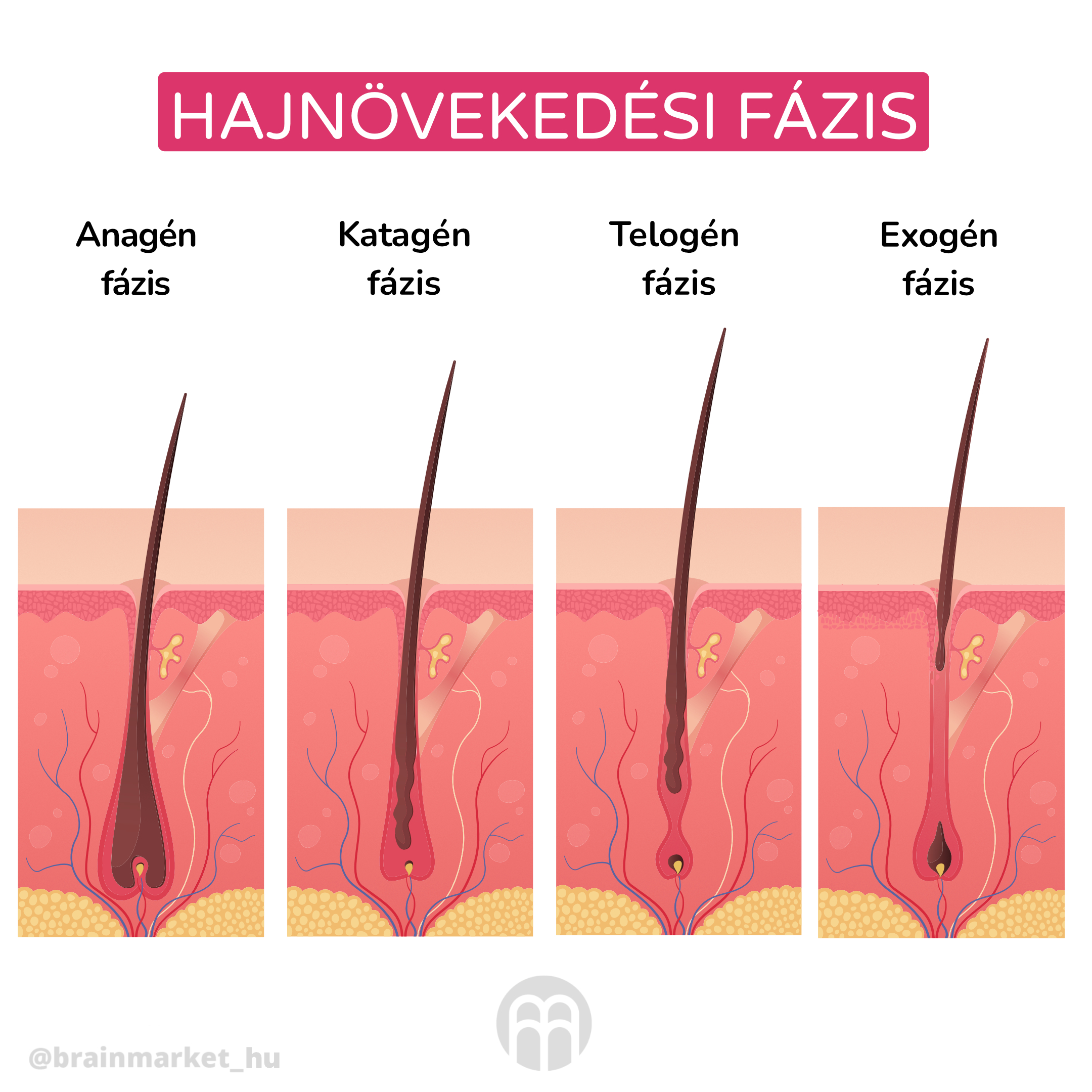 faze rustu vlasu_infografika_hu